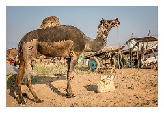 Pushkar 43  Pushkar Camel Fair - A well designed coat