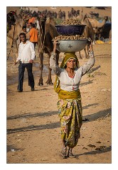 Pushkar 46  Pushkar Camel Fair - carrying camel dung