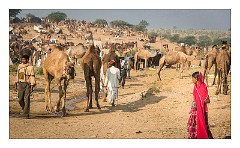 Pushkar 48  Pushkar Camel Fair