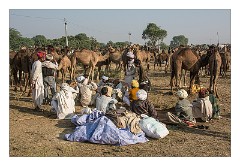 Pushkar 50  Pushkar Camel Fair - bargaining a price for camels