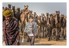 Pushkar 51  Pushkar Camel Fair