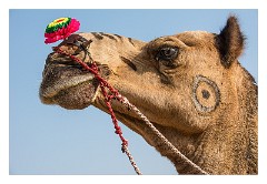 Pushkar 52  Pushkar Camel Fair