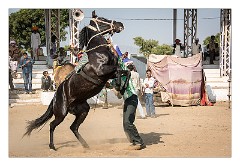 Pushkar 56  Horses in the arena - Pushkar Camel Fair
