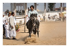 Pushkar 57  Pushkar Camel Fair - Horses been tried out