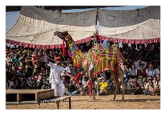 Pushkar 59  Puskar Camels Fair - competition for the best dancing camel in the arena