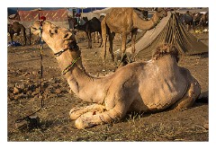 Pushkar 60  Evening at the Pushkar Camel Fair