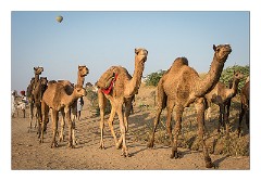 Pushkar 63  Evening at the Pushkar Camel Fair - the leg tied up so they can't run away