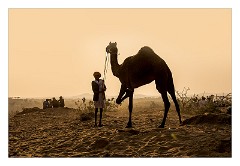 Pushkar 64  Evening at the Pushkar Camel Fair - they tie the leg up so they can't run away