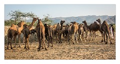 Pushkar 65  Evening at the Pushkar Camel Fair