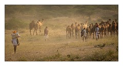 Pushkar 68  Evening at the Pushkar Camel Fair