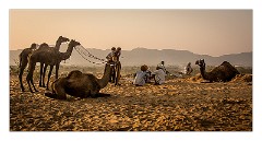 Pushkar 69  Evening at the Pushkar Camel Fair