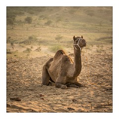 Pushkar 71  Evening at the Pushkar Camel Fair