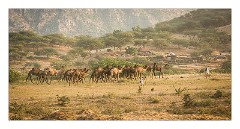 Pushkar 72  Evening at the Pushkar Camel Fair