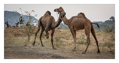 Pushkar 74  Evening at the Pushkar Camel Fair