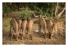 Udaipur 02  Grounds of the Hotel Shikarbadi