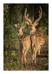 Udaipur 03  Deer waiting to be fed
