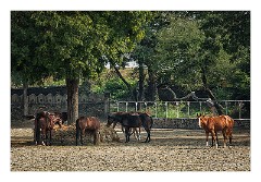 Udaipur 04  The Polo breding area of the hotel