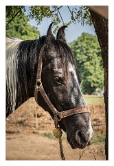 Udaipur 06  Polo horses with their specially shaped ears