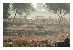 Udaipur 07  Training the horses