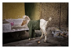 Udaipur 61  The Town of Wazirpur - The love of looking after animals is important to the indians