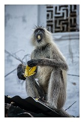 Udaipur 77  Feed the monkeys