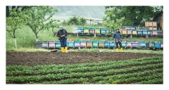 Biertan 05  Growing vegetables and the colourful beehives