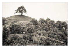 Copsa Mare 16  The local shop