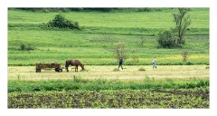 Copsa Mare 17  Haymaking near the villages