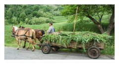 Copsa Mare 18  Typical way of transporting goods