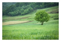 Copsa Mare 19  The lone tree
