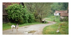 Copsa Mare 32  Decorated windows