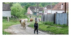 Copsa Mare 34  Local gypsy girl