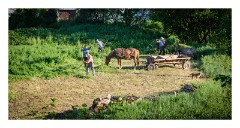 Cris  03  Hay making