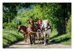 Copsa Mica, Medias, Malancrav and Cris