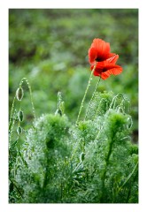 Copsa Mica 01  Poppy on the roadside
