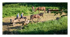 Cris  02  Cutting the Hay