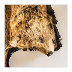 Azuga Champagne 05  Bear Rug on the wall in the restaurant