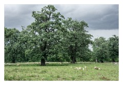 Sighisoara 30  In the countryside with the Shepherd