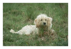 Sighisoara 33  Shepherd dog hiding behind the grasses