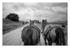 Viscri 02  Starting our journey by horse and cart around the Viscri countryside