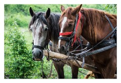 Viscri 15  Our horses