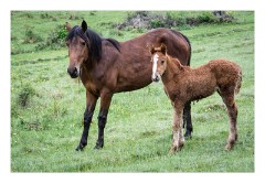 Viscri 17  Horse and foal out grazing