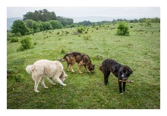 Viscri 19  The Shepherd dogs