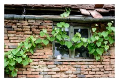 Viscri 35  A pretty window