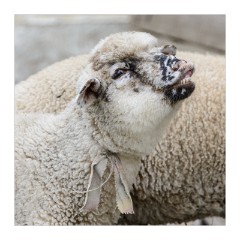 Viscri 36  The Wood Mason's sheep