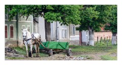 Viscri 54  Horse and Cart