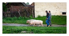 Viscri 55  Taking the pigs for a walk!