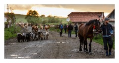 Viscri 59  Bringing the animals home