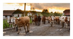 Viscri 60  End of the day bringing the animals home