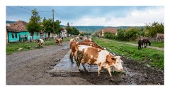 Viscri 61  The cows all know their way to their individual homes